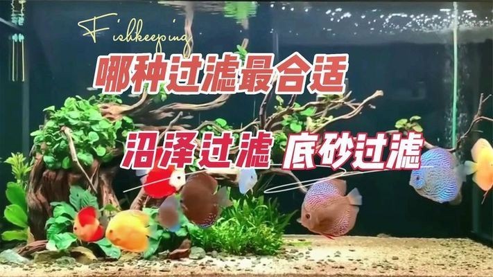 大水缸做魚缸沼澤過濾