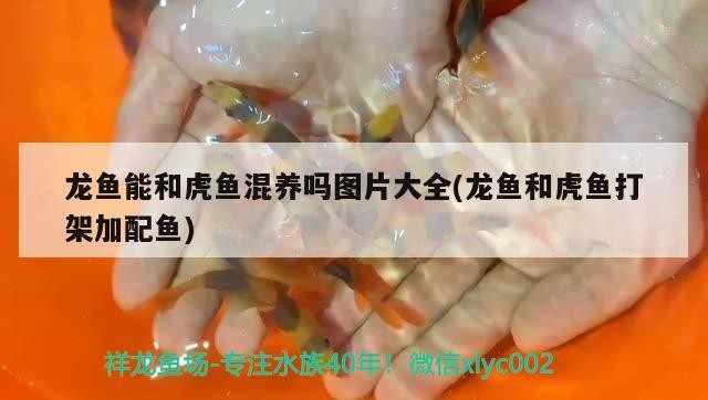 龍魚能和虎魚混養嗎圖片大全(龍魚和虎魚打架加配魚)