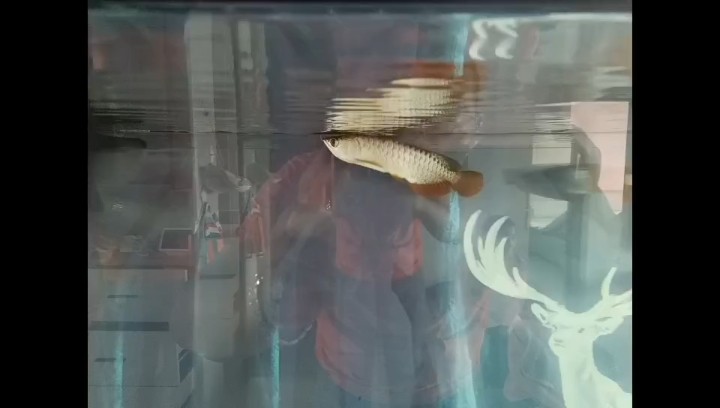 呀吼