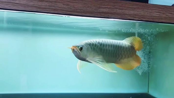 萬(wàn)隆天王紅龍魚(yú)：萬(wàn)隆天王紅龍魚(yú)價(jià)格