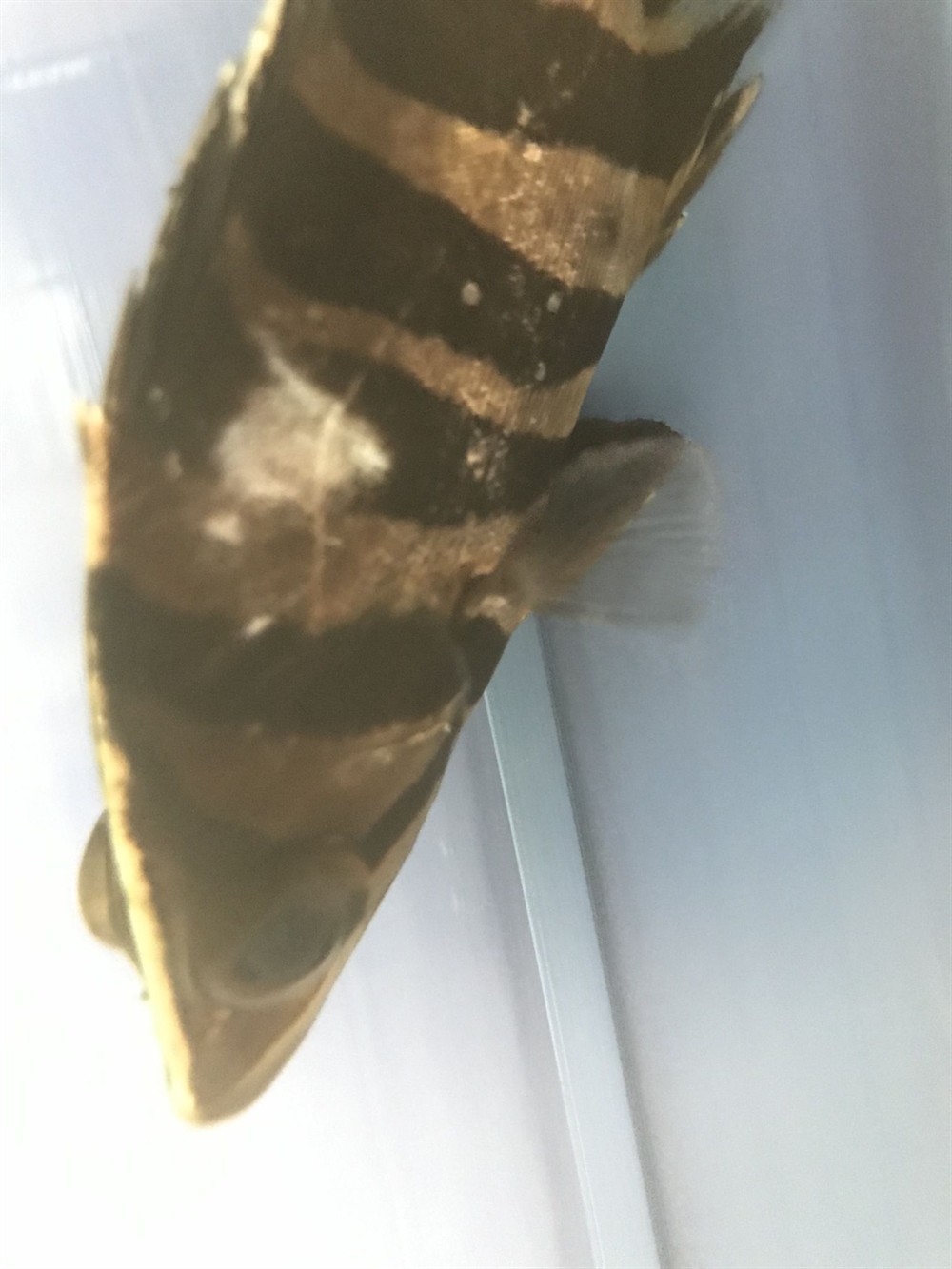 虎魚病了嗎求大神指點