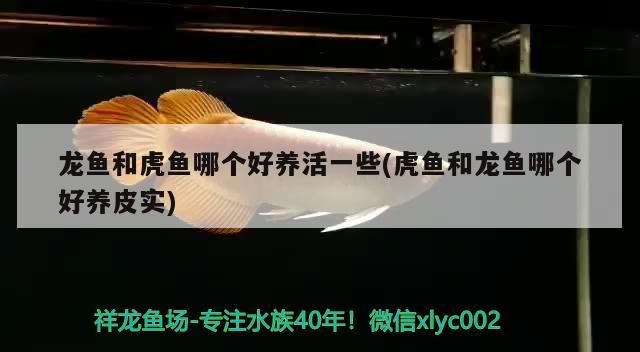 龍魚和虎魚哪個好養活一些(虎魚和龍魚哪個好養皮實)