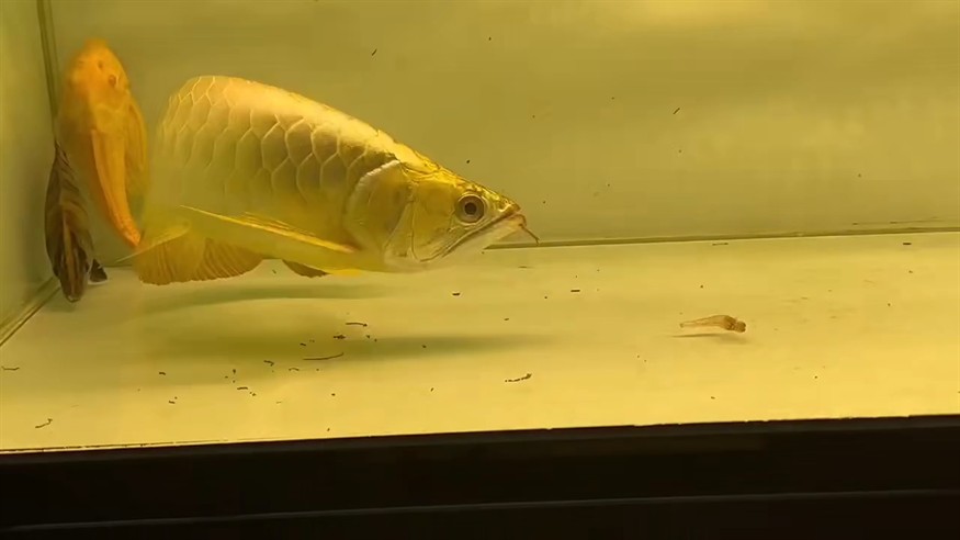 此處無聲