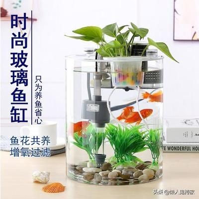 玻璃魚缸可以養什么花:適合在玻璃魚缸中養殖的花卉種類和養殖方法 魚缸百科 第1張 玻璃魚缸可以養什么花:適合在玻璃魚缸中養殖的花卉種類和養殖方法 玻璃魚缸可以養什么花:適合在玻璃魚缸中養殖的花卉種類和養殖方法 魚缸百科 第1張