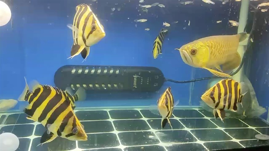 非常漂亮