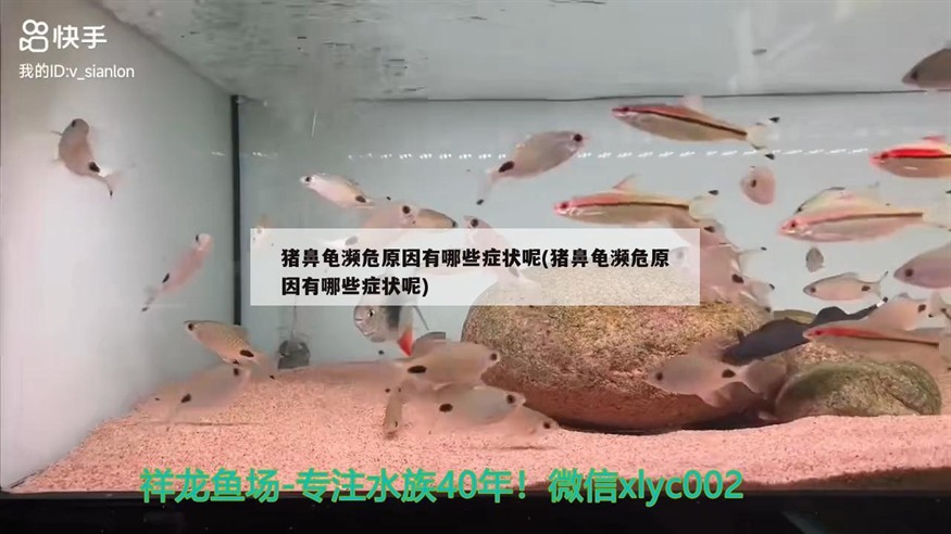 豬鼻龜瀕危原因有哪些癥狀呢(豬鼻龜瀕危原因有哪些癥狀呢)