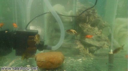 側(cè)濾加上濾魚缸：如何選擇適合自己的魚缸過濾方式