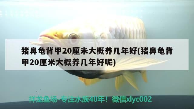 豬鼻龜背甲20厘米大概養幾年好(豬鼻龜背甲20厘米大概養幾年好呢)