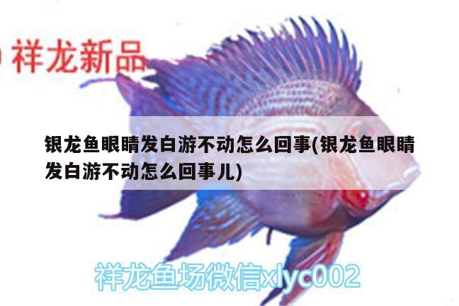 銀龍魚眼睛發白游不動怎么回事(銀龍魚眼睛發白游不動怎么回事兒)