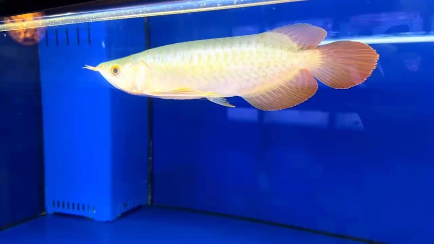 圣塔倫大湖魚(yú) 尺寸27/28 短寬身 小火焰尾?? 鱗底有光澤 綠皮微翹頭