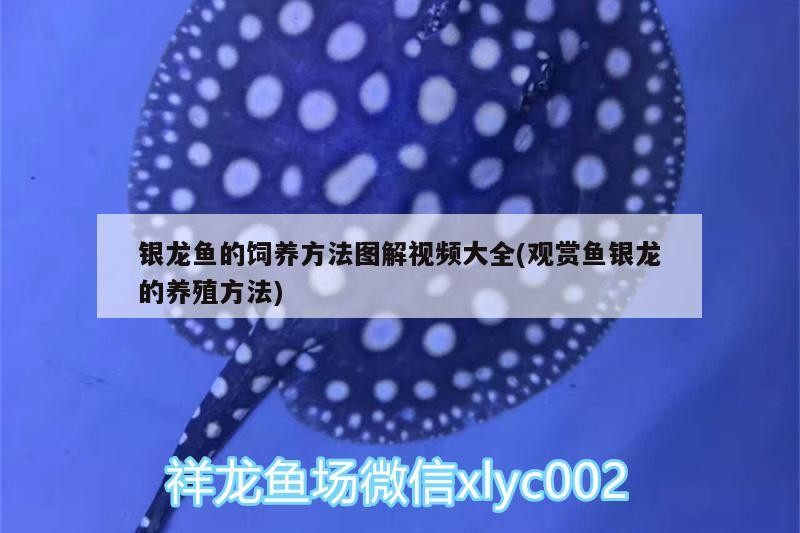 銀龍魚的飼養方法圖解視頻大全(觀賞魚銀龍的養殖方法)