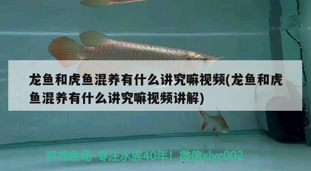 龍魚和虎魚混養(yǎng)有什么講究嘛視頻(龍魚和虎魚混養(yǎng)有什么講究嘛視頻講解) 龍魚和虎魚混養(yǎng)有什么講究嘛視頻(龍魚和虎魚混養(yǎng)有什么講究嘛視頻講解) 虎魚百科