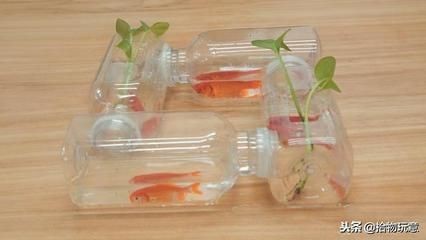大飲料瓶做魚缸：大飲料瓶可以被改造成魚缸，為魚類提供一個簡單的居住環境