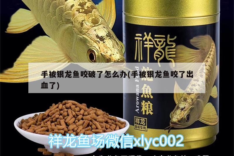 手被銀龍魚咬破了怎么辦(手被銀龍魚咬了出血了)