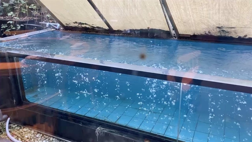 大魚缸