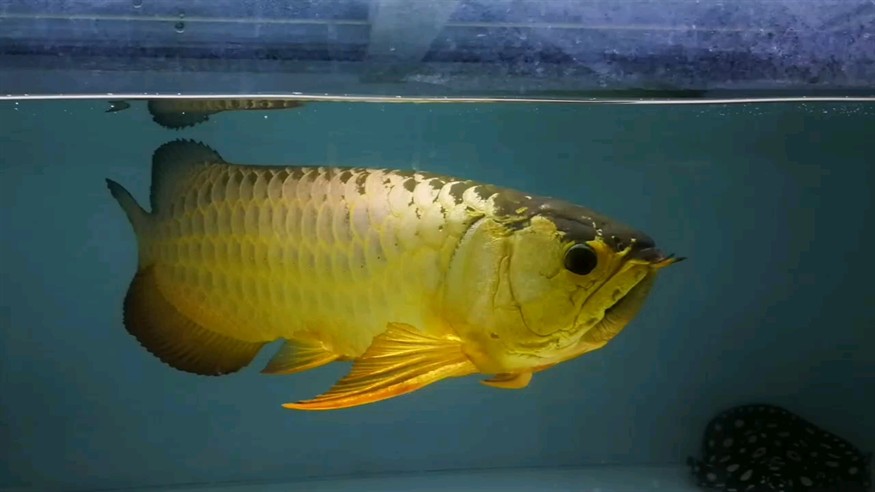 黃金潛水艇