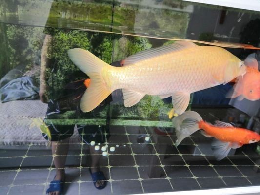 紅龍魚(yú)最好的品種在哪里？：紅龍魚(yú)市場(chǎng)價(jià)格對(duì)比