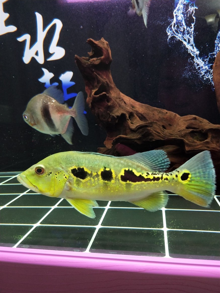 藍帆眼斑怎么樣