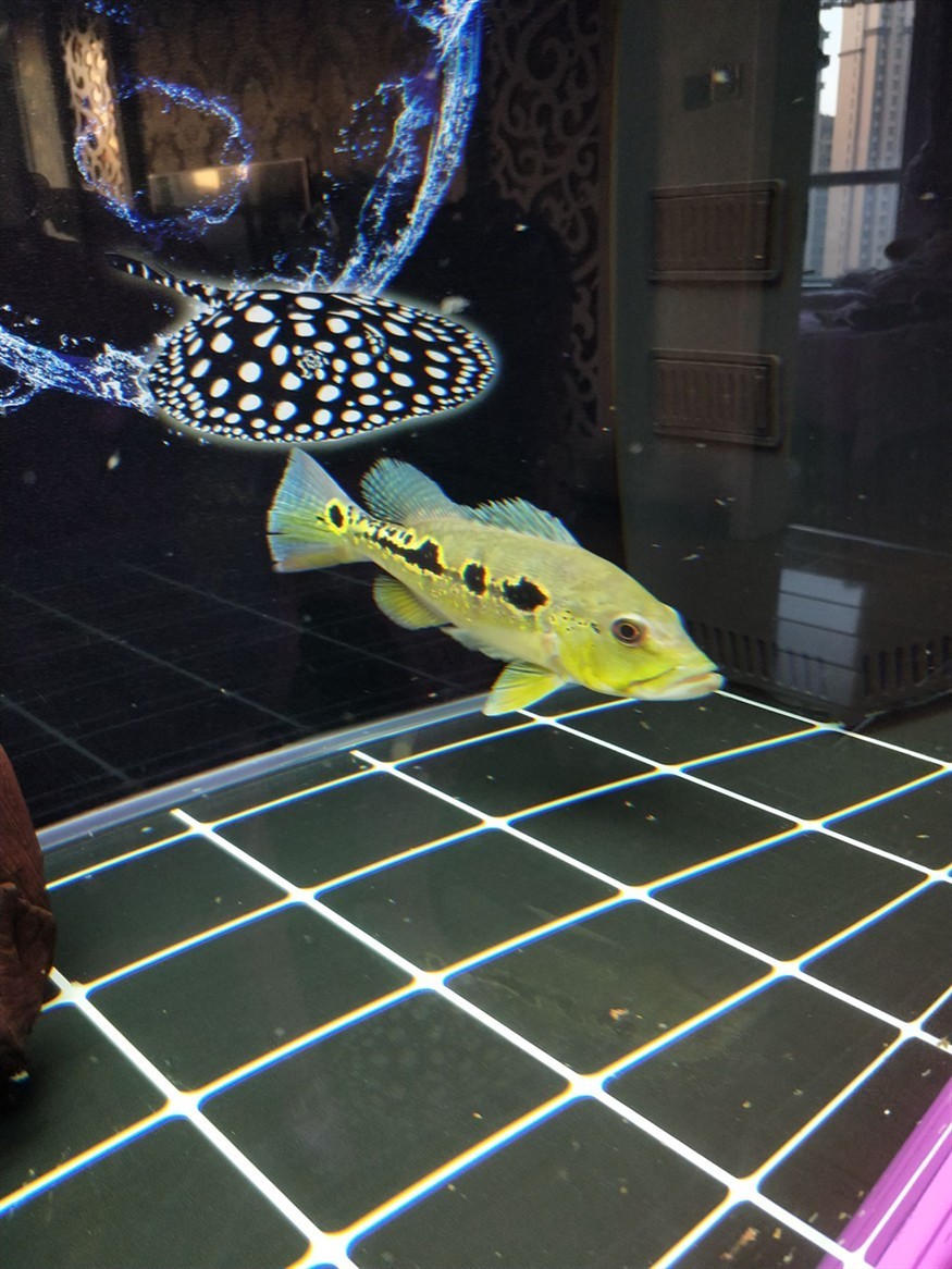 藍帆眼斑怎么樣