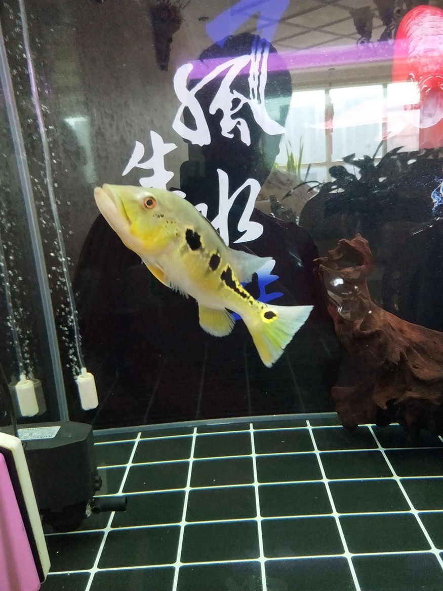 藍帆眼斑怎么樣