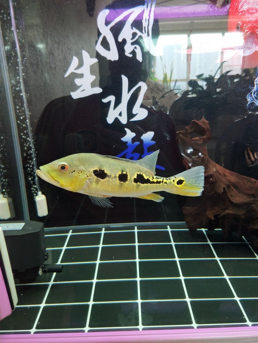 藍帆眼斑怎么樣