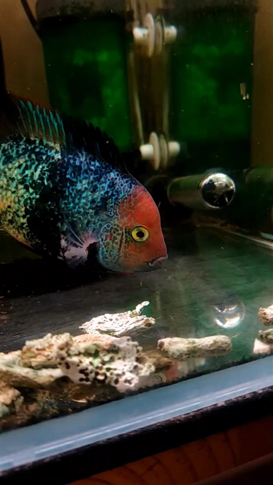 小雜魚