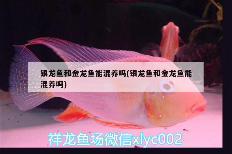 銀龍魚和金龍魚能混養(yǎng)嗎(銀龍魚和金龍魚能混養(yǎng)嗎)