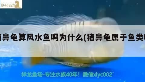 豬鼻龜是風水魚嗎為什么不能養：豬鼻龜不讓養了嗎