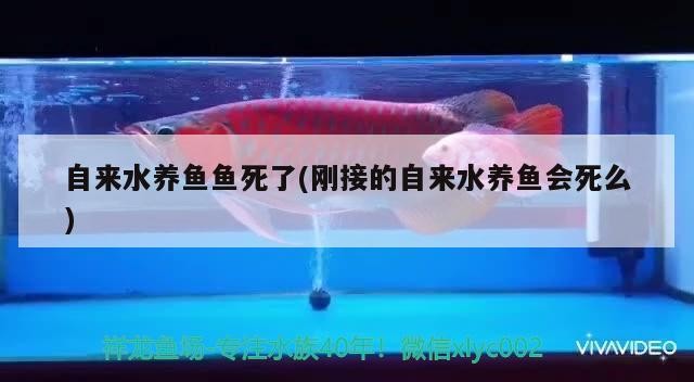 自來水養魚魚死了(剛接的自來水養魚會死么)