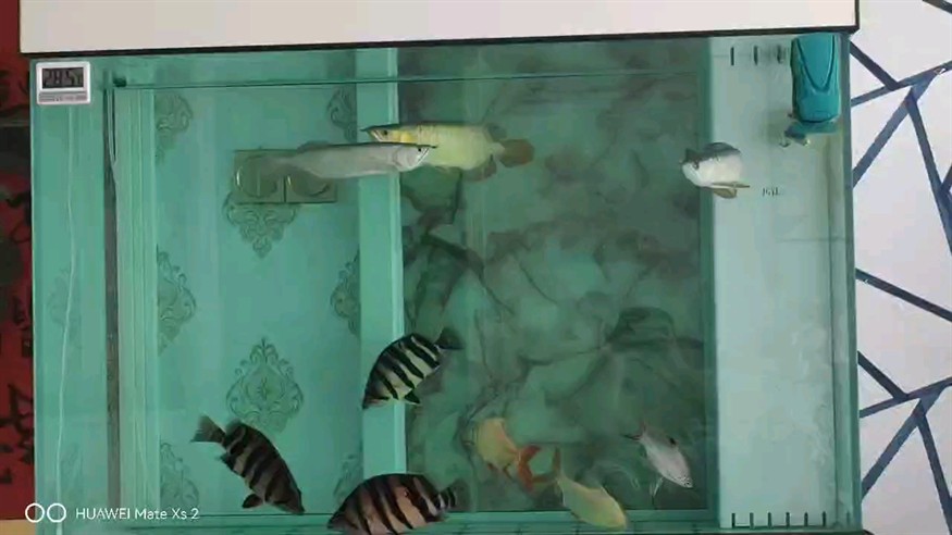 又添了一條小伙伴，就是剛進缸就挨錘