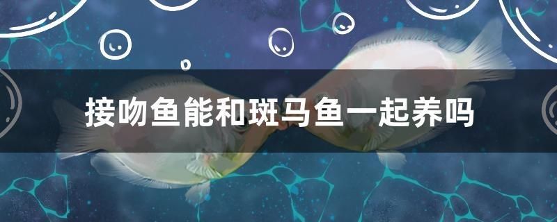 接吻魚能和斑馬魚一起養嗎