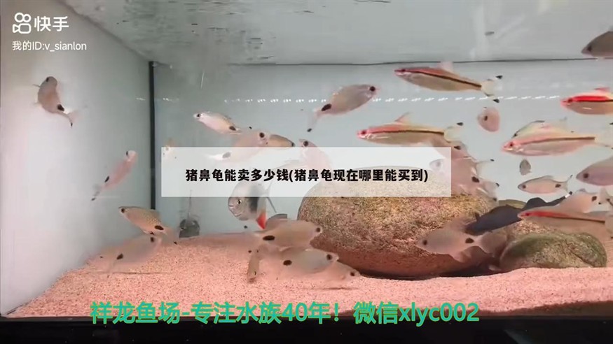 豬鼻龜能賣多少錢(豬鼻龜現在哪里能買到)