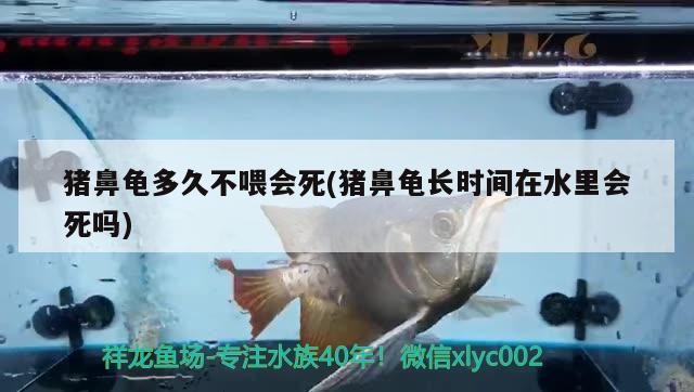 豬鼻龜多久不喂會(huì)死(豬鼻龜長時(shí)間在水里會(huì)死嗎)