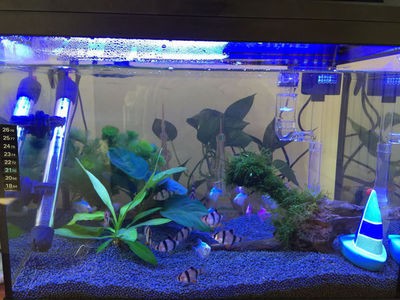 紅龍魚的正確飼養方法圖解（紅龍魚的正確飼養方法圖解視頻）