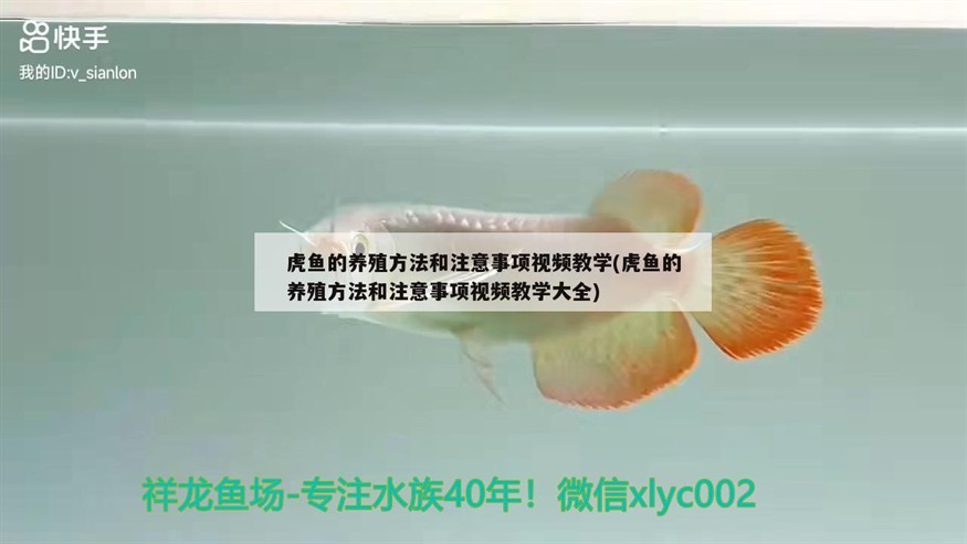 虎魚的養殖方法和注意事項視頻教學(虎魚的養殖方法和注意事項視頻教學大全)
