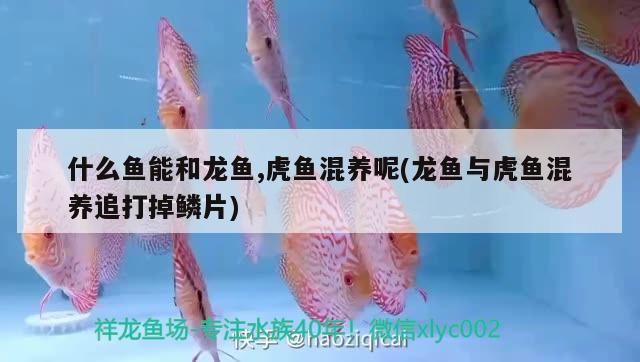 什么魚能和龍魚,虎魚混養呢(龍魚與虎魚混養追打掉鱗片)