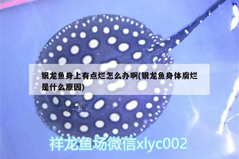 詳細閱讀:銀龍魚身上有點爛怎么辦啊(銀龍魚身體腐爛是什么原因) 銀龍魚身上有點爛怎么辦啊(銀龍魚身體腐爛是什么原因)