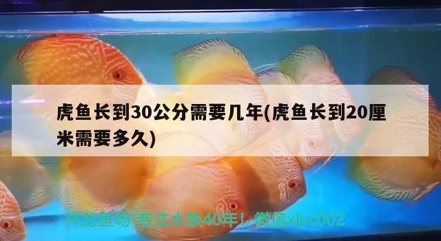 虎魚長到30公分需要幾年(虎魚長到20厘米需要多久)