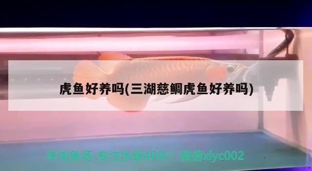 虎魚好養嗎(三湖慈鯛虎魚好養嗎)