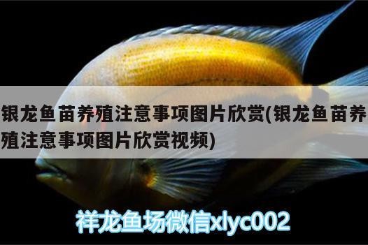 銀龍魚苗養(yǎng)殖注意事項圖片欣賞(銀龍魚苗養(yǎng)殖注意事項圖片欣賞視頻)