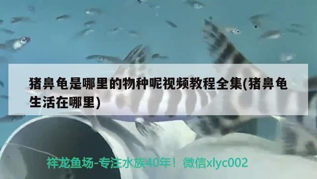 豬鼻龜是哪里的物種呢視頻教程全集(豬鼻龜生活在哪里)