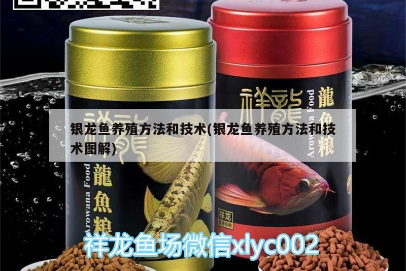 銀龍魚養(yǎng)殖方法和技術(shù)(銀龍魚養(yǎng)殖方法和技術(shù)圖解)