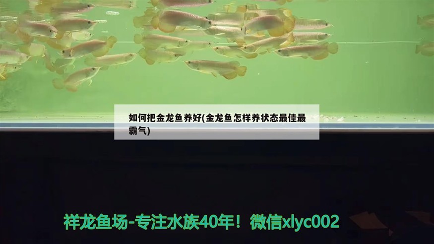 如何把金龍魚養好(金龍魚怎樣養狀態最佳最霸氣)