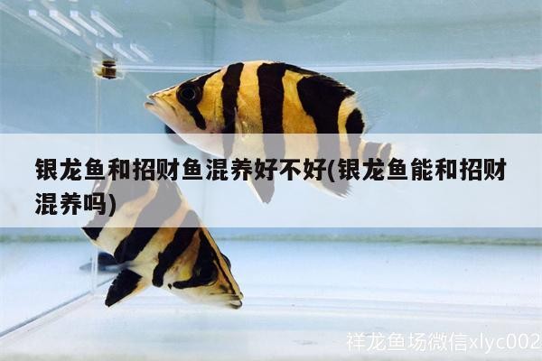 銀龍魚和招財魚混養(yǎng)好不好(銀龍魚能和招財混養(yǎng)嗎) 銀龍魚和招財魚混養(yǎng)好不好(銀龍魚能和招財混養(yǎng)嗎) 銀龍魚百科