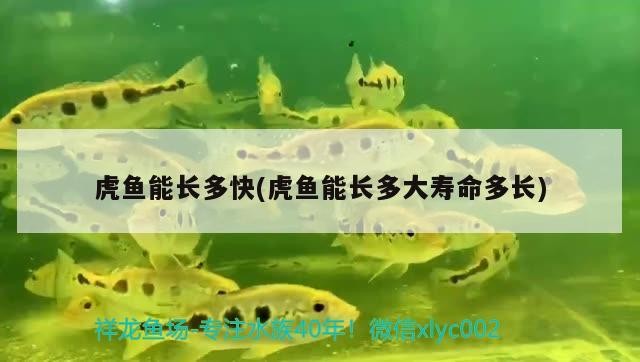 虎魚能長(zhǎng)多快(虎魚能長(zhǎng)多大壽命多長(zhǎng))