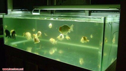大型diy魚缸制作過程視頻：大型diy魚缸制作過程