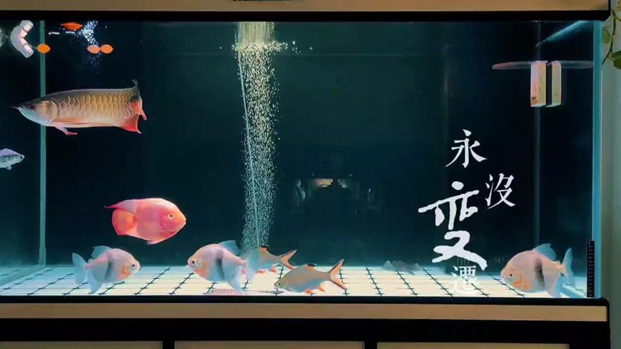 小金龍成長記第 208