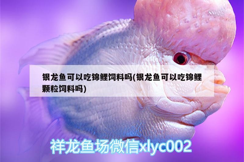銀龍魚可以吃錦鯉飼料嗎(銀龍魚可以吃錦鯉顆粒飼料嗎)