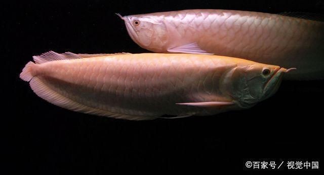 紅龍魚價格暴跌了嗎現在還能買嗎