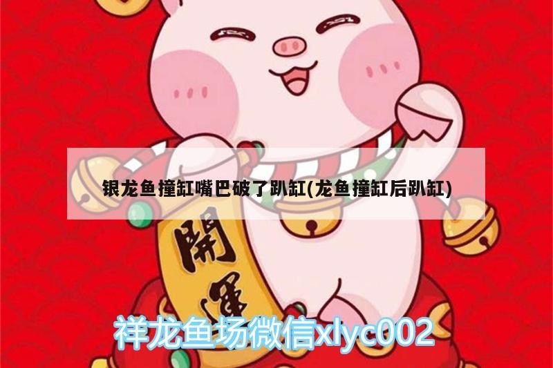 銀龍魚撞缸嘴巴破了趴缸(龍魚撞缸后趴缸)